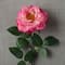 Garden Bloom Orlane Rose Stem Ashland&#x2122;